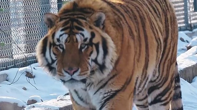 “二埋汰”脖子黢黑，“二迷糊”一直睡觉...那“强哥”呢？“强哥”长啥样？