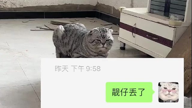 猫丢了，全靠狗狗给找回来了
