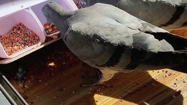 尝试用手给新飞来的两只小鸽子喂食，看它怕不怕人？