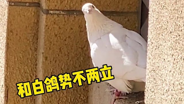 我终于得到鸽子蛋了！而且小白鸽快出生了！求大家给我推荐霸气的名字