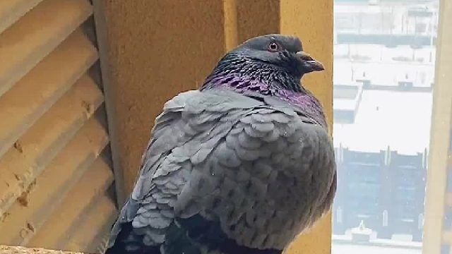 孵蛋进入出壳倒计时了，虽然我已经做了很多功课，但是内心还是很忐忑……不知道会不会那么顺利