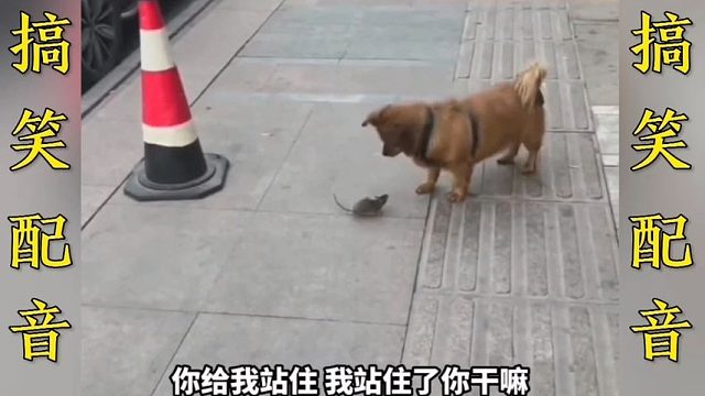 搞笑配音：老鼠 你一个看大门的凭什么管我