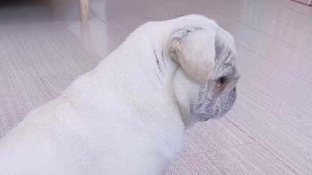 给狗打个针，我居然用了2个小时！