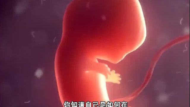 从米青子变成婴儿，要经历哪些过程？人类的诞生到底有多神奇3