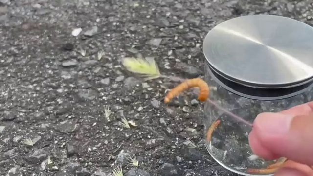 沉浸式养石龙子，捡到了一只刚出生的小蜥蜴宝宝，能养活吗？