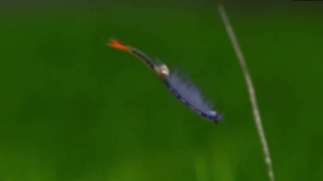 沉浸式养仙女虾，历经45天时间养仙女虾的过程，结果养了个寂寞