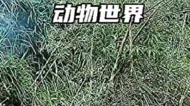 捕鱼神器的制作原理太不可思议