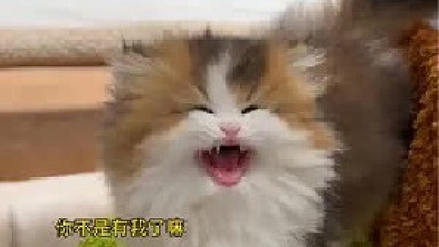 熊宝：惹到我，你算是踢到棉花啦！！