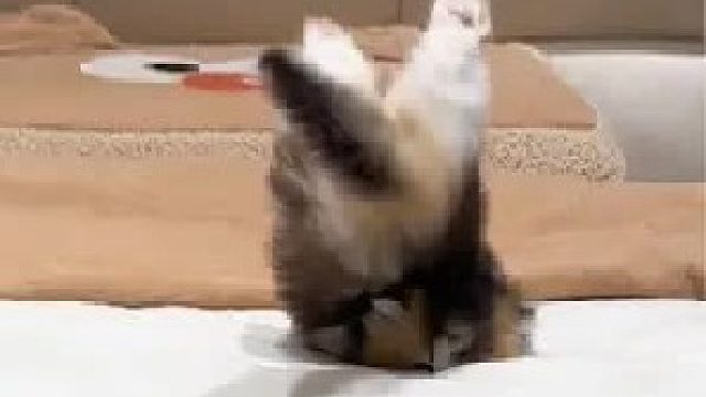 熊宝：不许笑！！一律不许笑！！