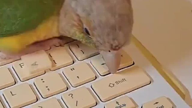 电脑店老板：你这个笔记本跟鹦鹉版本不兼容