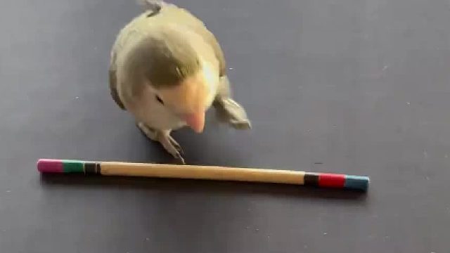 别人家的孩子会耍棍