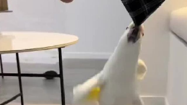 秋千鸟开心的一天开始了