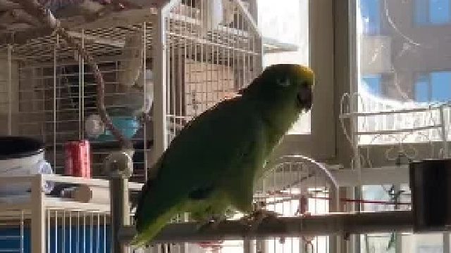 这亚马逊鹦鹉应该是北方的，东北那边的口音