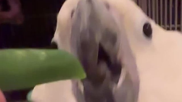 妈妈这是我不太想吃蔬菜的意思