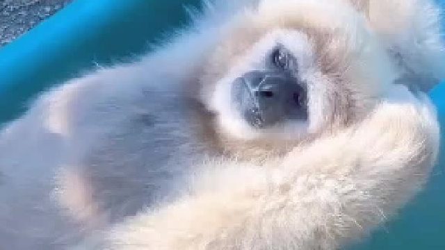 像极了你摆烂的样子