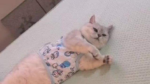 谁家小猫这么小心眼啊！