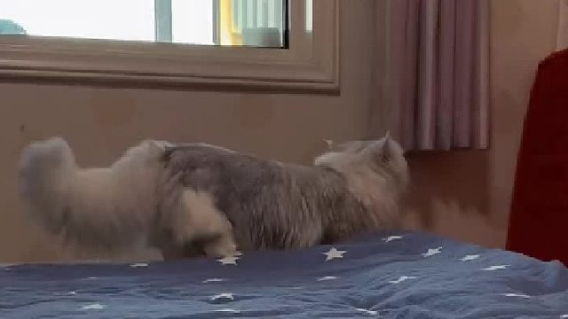 矮脚猫到底有多可爱，一个视频告诉你