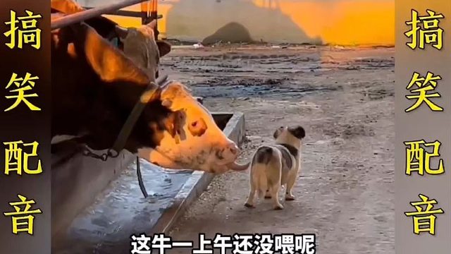 搞笑配音：一个比一个搞笑 笑到肚子疼