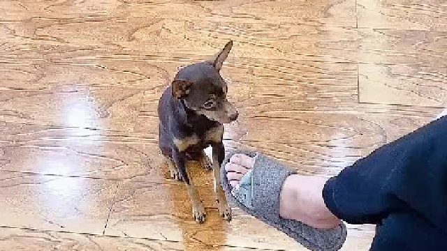 被狗子整的主人何止我一个 哈哈。。。。