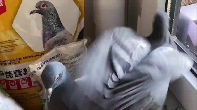 阿刁的孩子也太亲人了吧！第一次抱小鸽子