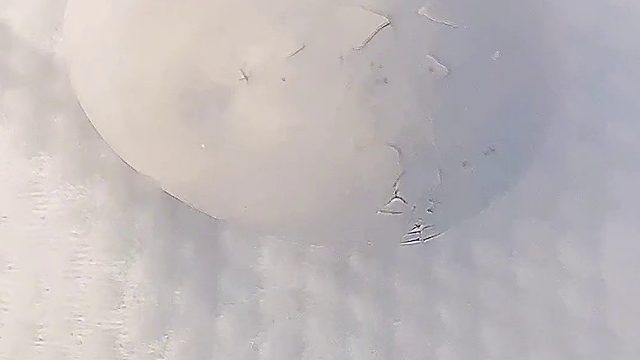 见证小鸽子的诞生！激动的心，颤抖的手！