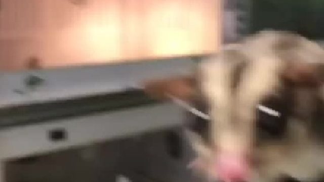 #蜜袋鼯 #萌宠 成年蜜能够通过时间认识你（哺乳动物时间久了都会熟悉人，熟悉气味）