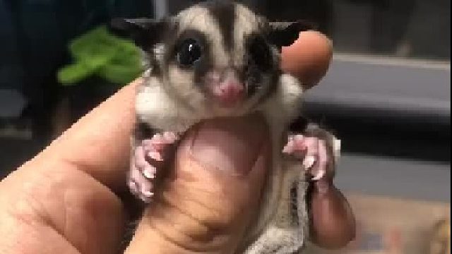 #蜜袋鼯新手指南 我也是玩家啊，哈哈，它可爱到我宁愿被它欺负#萌宠