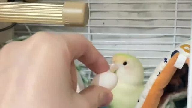 看见自己的蛋就开始大叫