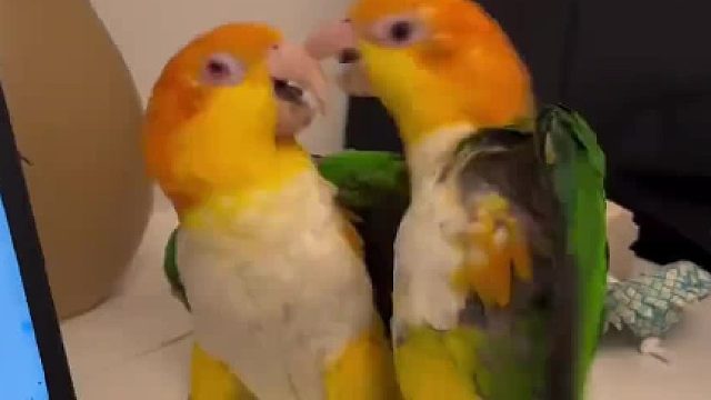 打不过就开始卖萌