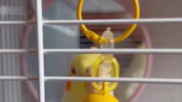 笑死了，逐渐癫狂