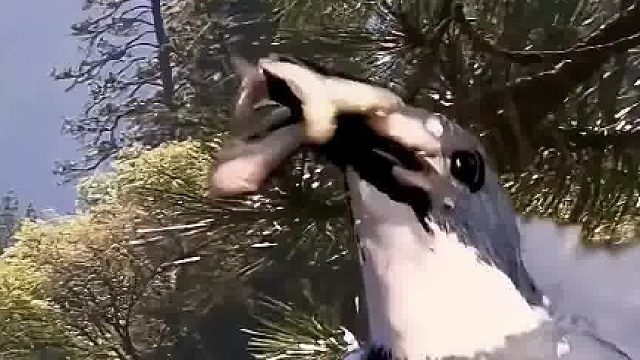 一只有技术没脑子的鸟