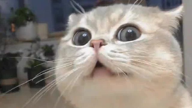 记录猫咪美好的时光