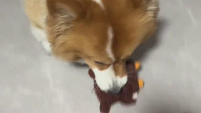 黑暗里钻出来一直小熊熊