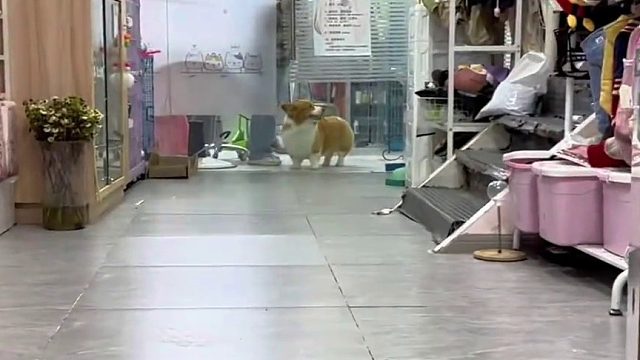 如果小狗会说话，也就这点心思吧~