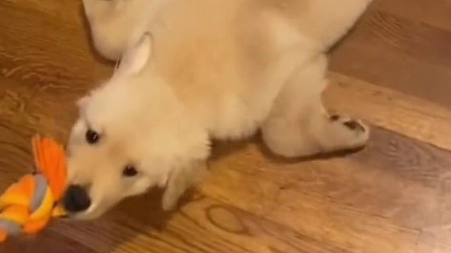 小金毛也算是为家里的卫生出一份力了