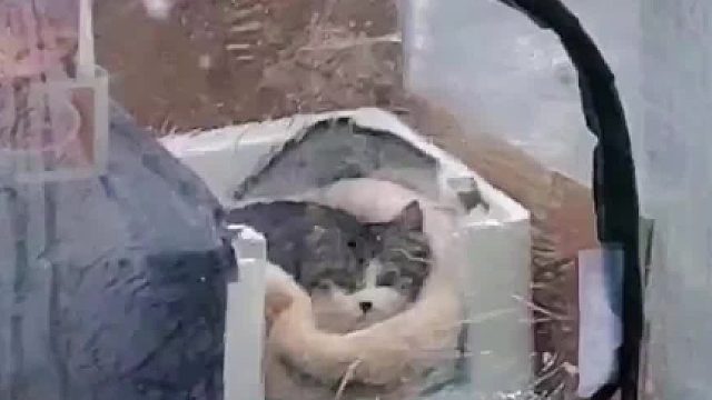 小猫咪也有自己的帐篷了