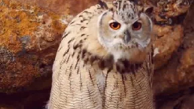 好可节奏感的猫头鹰