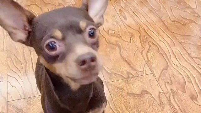 以后改名叫啵欠登可好