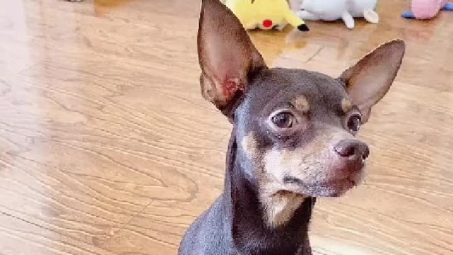 狗精不但能跟主人无障碍交流而且记忆力超好