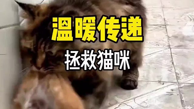 猫妈妈为了救自己的孩子求助人类，还好它遇到了心软的神
