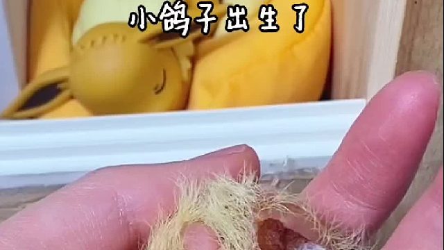 鸽子托儿所也开起来了！记录手养小鸽子的第一天#奇妙的动物