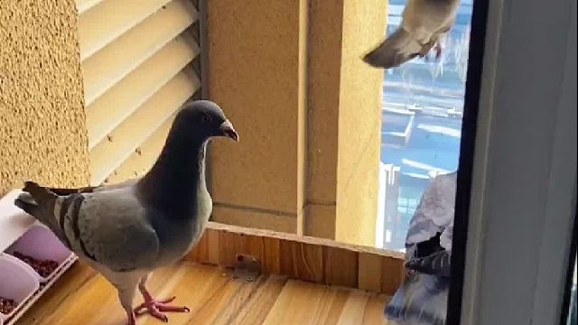 解决大鸽子小鸽子小小鸽子的干饭问题…