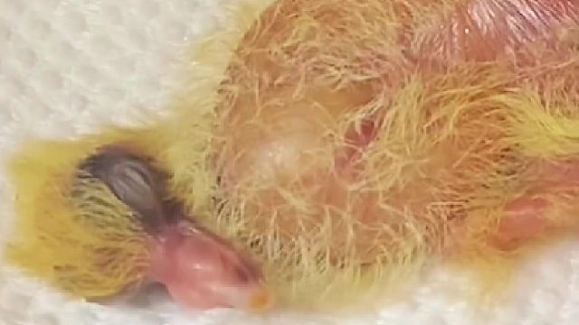 小乳鸽真是超级能吃！长得超快～