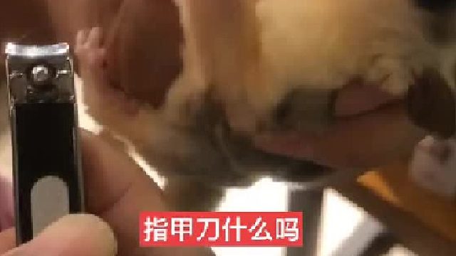 #萌宠 #蜜袋鼯剪指甲 剪指甲就是这样，感谢大师的指导意见#蜜袋鼯日常