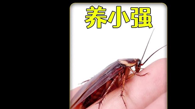 在厨房抓到一只蟑螂，把它养起来，没想到还挺好玩
