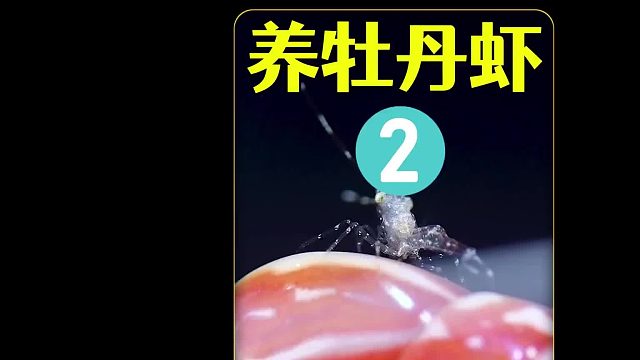 在家养牡丹虾宝宝，钓到深海发光的鱿鱼喂给小虾吃，太好吃了