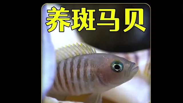 沉浸式养斑马贝，两年时间养大喜欢藏在贝壳里的鱼，结果太难了