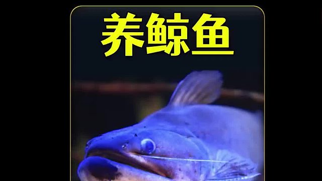 沉浸式养大嘴鲸，连比自己大的鱼都能吞下去，看完都沉默了