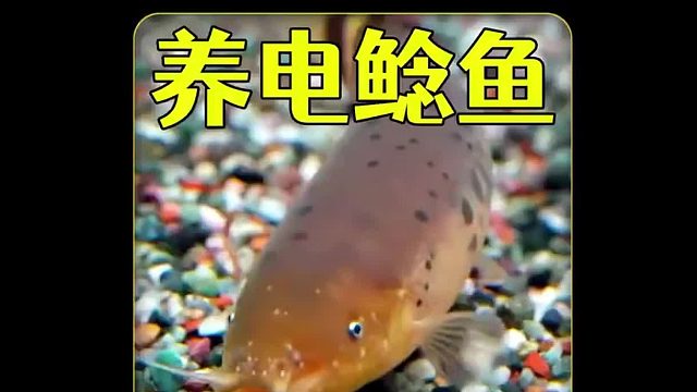 沉浸式养电鲶鱼，一只自带450伏电压的观赏鱼，摸一下就能晕倒