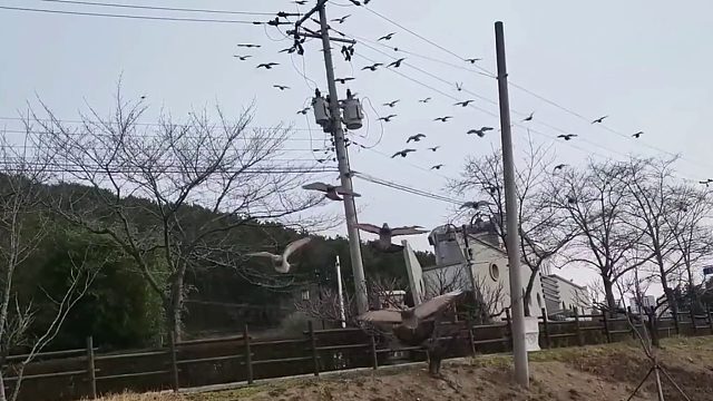 沉浸式养鸽子，当把一只养肥的鸽子放在锅里时，会发生什么事呢？